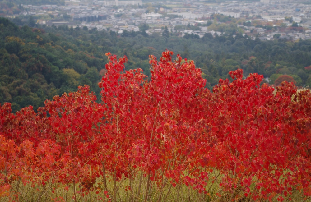 リゾートバイトの紅葉シーズンの写真